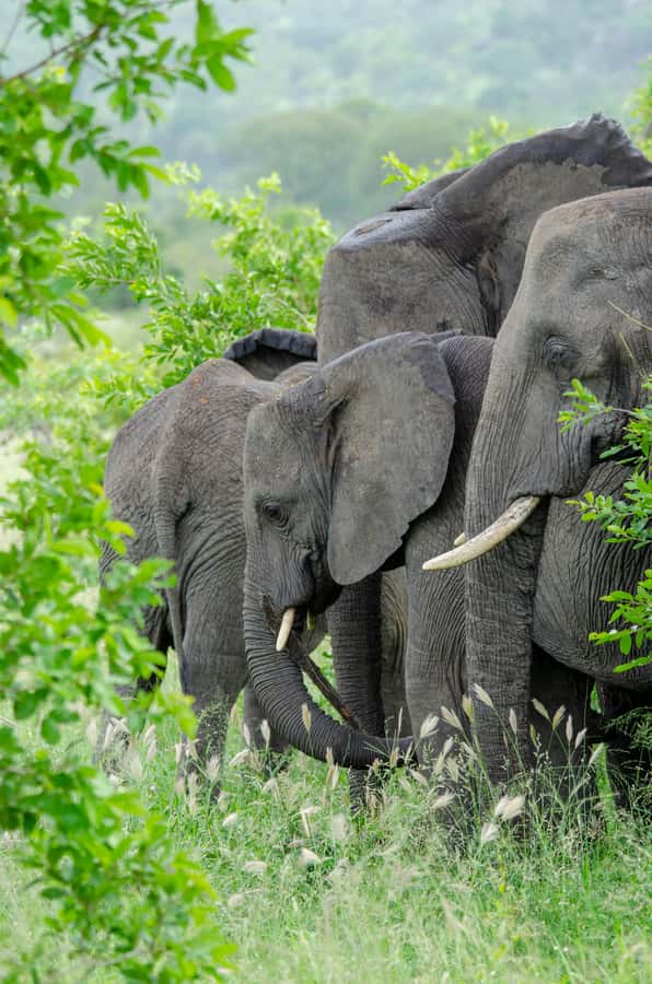 3-Day Safari to Serengeti & Ngorongoro + Balloon experience - Day 3: Big Five viewing inside Ngorongoro Crater