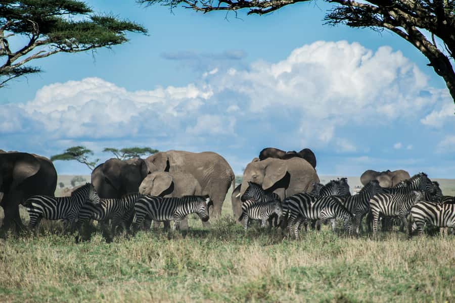 3-Day Safari to Serengeti & Ngorongoro + Balloon experience - Camping or lodge: choose based on your priorities