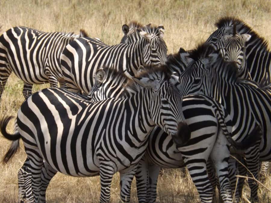 3-Day Safari to Serengeti & Ngorongoro + Balloon experience - Who this three-day safari suits best