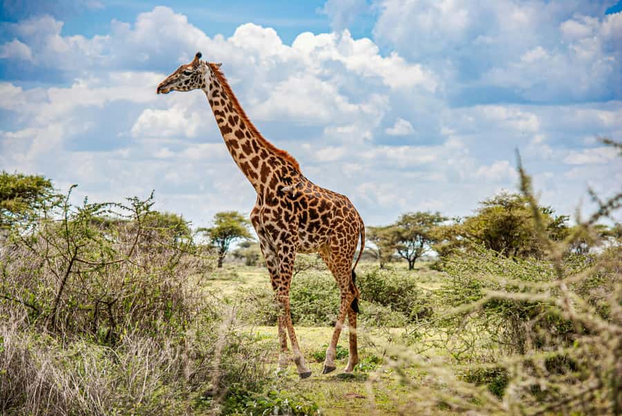 3-Day Safari to Serengeti & Ngorongoro + Balloon experience - Should you book it?