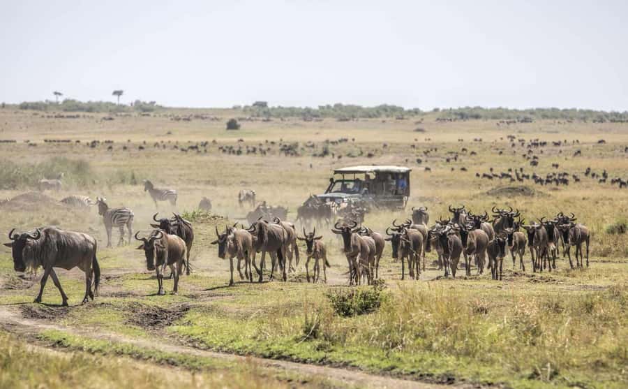 3Days Masai Mara Safari with Hot Air Balloon Ride Experience - Who will enjoy this three-day safari
