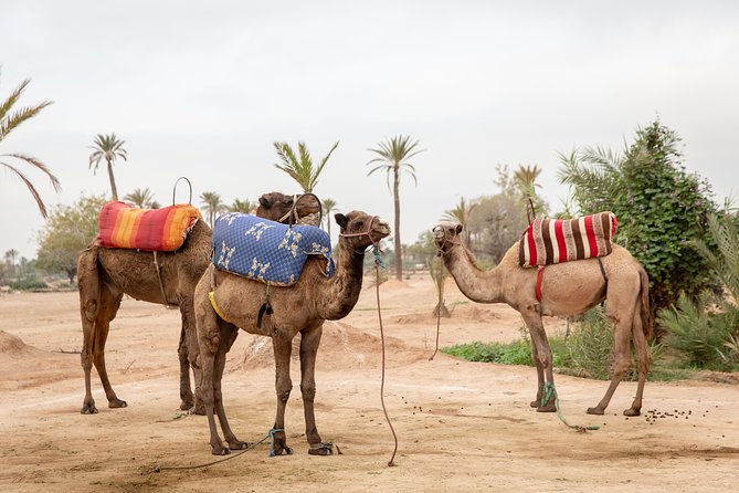 Atlas Mountains Hot Air Balloon Ride from Marrakech with Berber Breakfast and Desert Camel Experience - What the balloon flight feels like