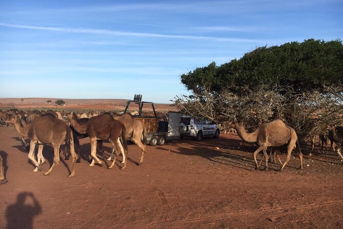 Balloon Flight with Berber Breakfast - Key things to know before booking