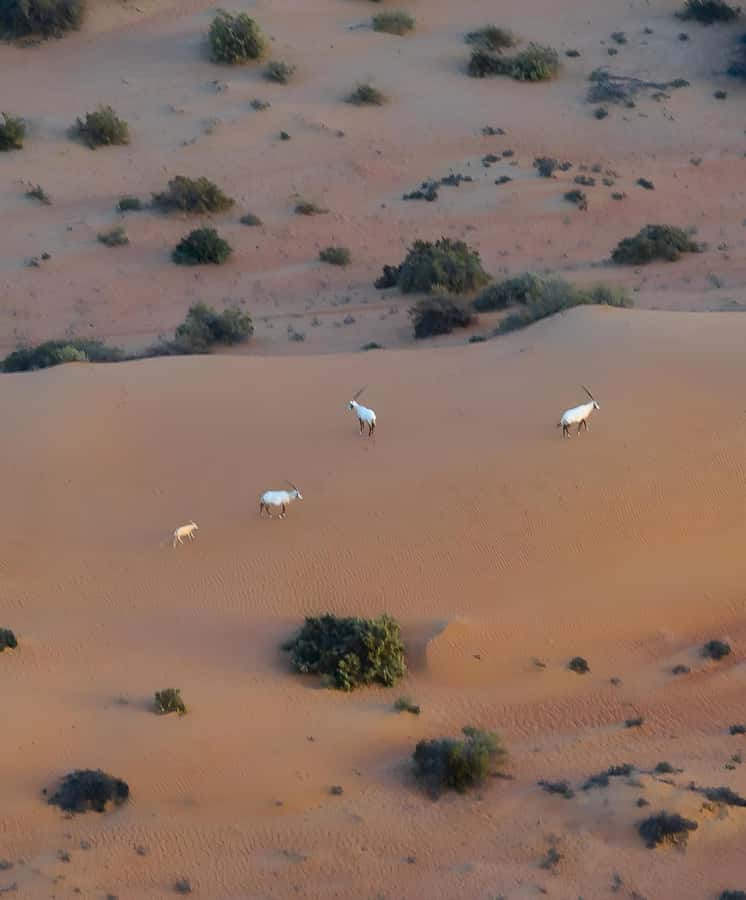 Dubai: Hot Air Balloon, Camel Ride, Desert Safari & More - Camel riding and the Bedouin-style camp