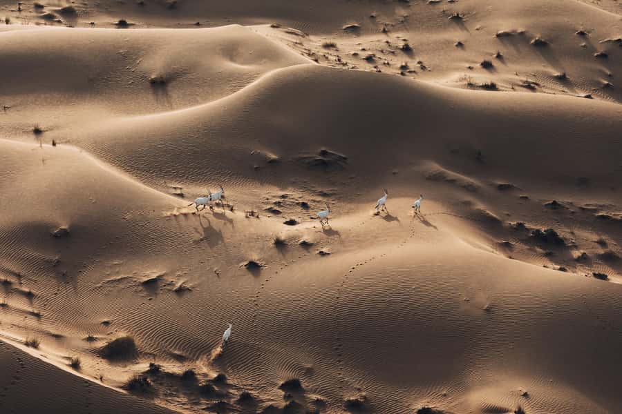 Dubai: Hot Air Balloon Ride with Camel Ride & Falcon Show - Weather, safety, and what to pack