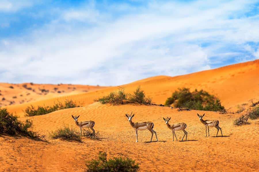 Dubai: Hot Air Balloon with Camel, ATV, & Horse Ride Options - Landing, refreshments, and the ride to camp