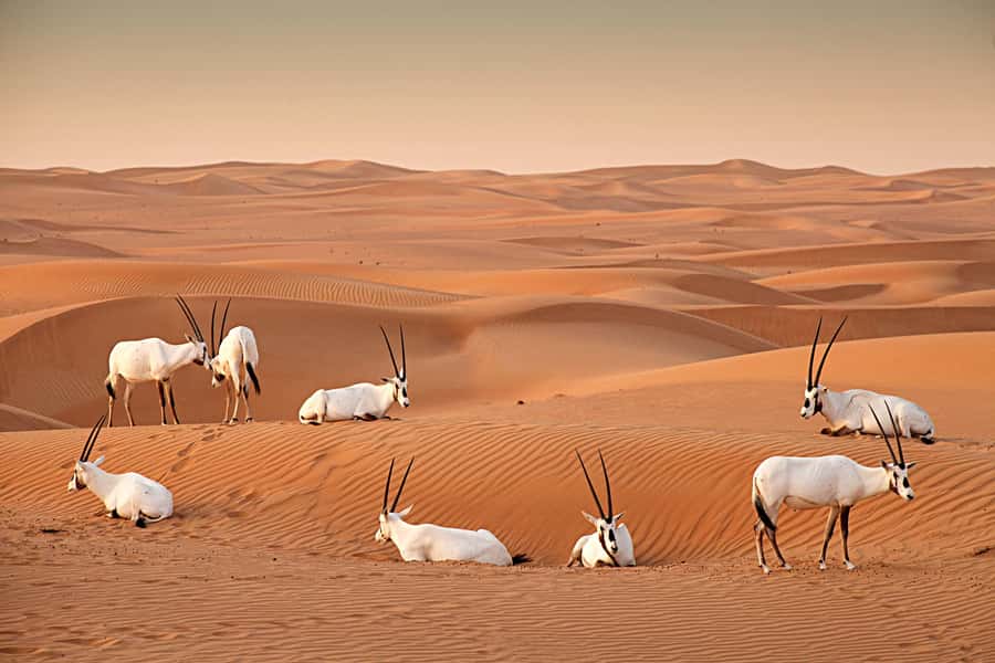 Dubai: Hot Air Balloon with Camel, ATV, & Horse Ride Options - Is $272 a fair price?