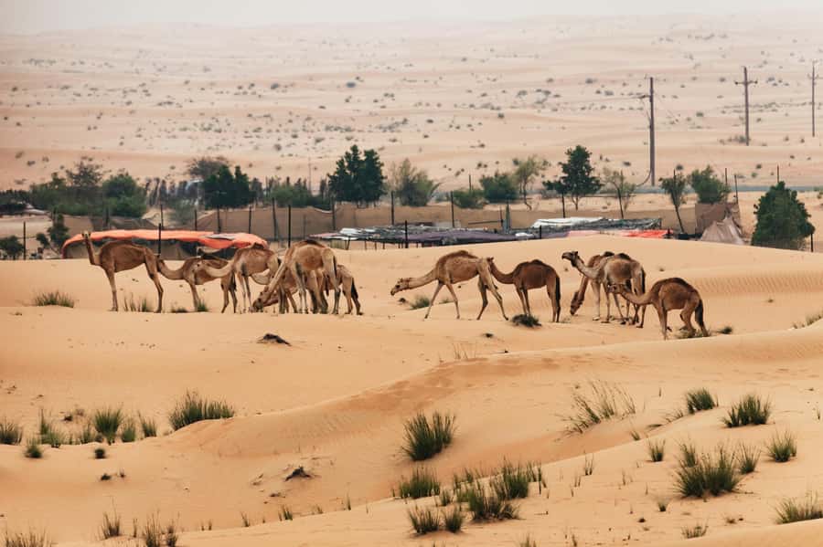 Dubai: Sunrise Balloon Flight with Camel Ride & Breakfast - The camel ride and falcon photos