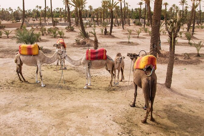 Hot air balloon flight in the desert with camel ride - A Sunrise Start Outside Marrakech