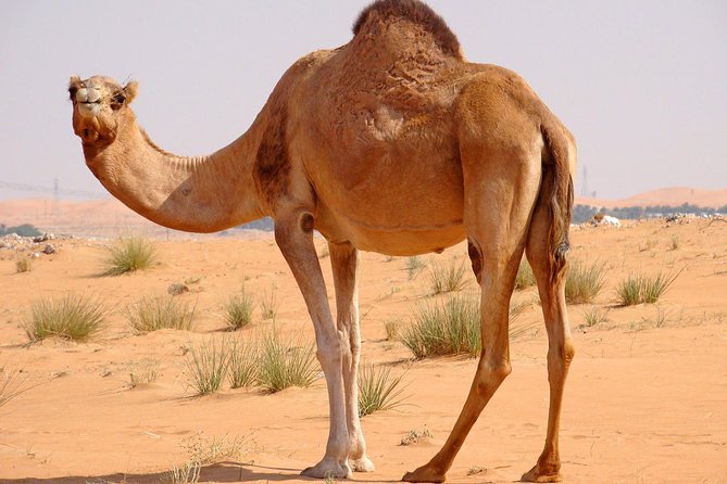 Hot Air Balloon Premium ,Camel Horse Ride,Dune Bashing ,Quad Bike - Dune bashing for 15 to 20 minutes