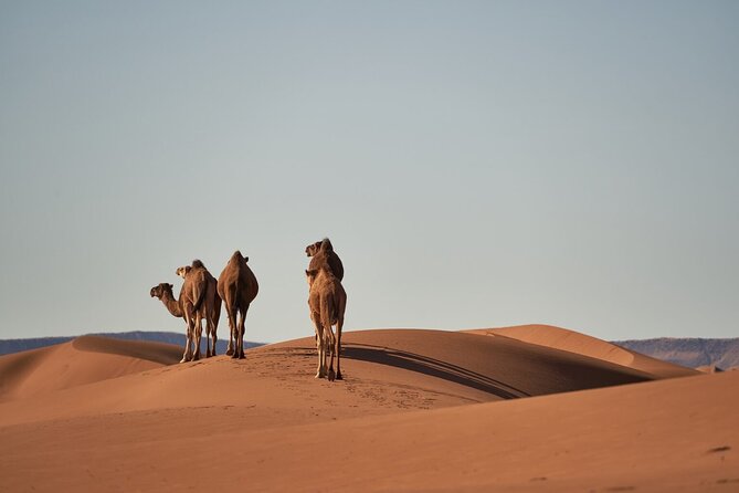 Morocco 8-Night Tour: Chefchaouen, Desert & Hot Air Balloon - Key points at a glance