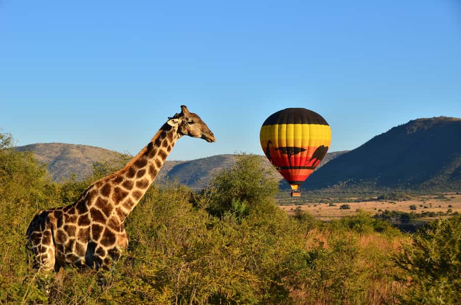 Pilanesberg National Park/Sun City Hot Air Balloon Safari - A sunrise start from Sun City or Pilanesberg