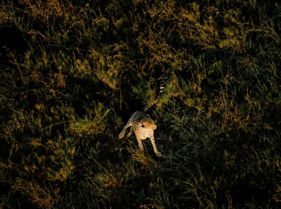 Serengeti: Hot Air Balloon Flight with Champagne Breakfast - Landing, champagne, and the bush breakfast