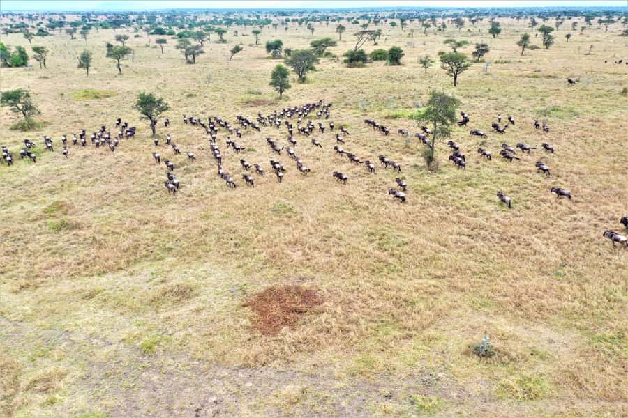 Serengeti: Hot Air Balloon Flight with Champagne Breakfast - The pre-dawn pickup from your camp
